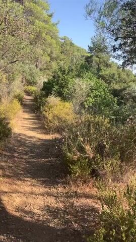 A dirt path winds through a wooded area on a sunny day. Trees and shrubs line the path, with some areas appearing more dense than others. The ground is a mix of dirt and some scattered leaves and small rocks. Sunlight filters through the trees, creating shadows on the path. The sky is blue and clear.