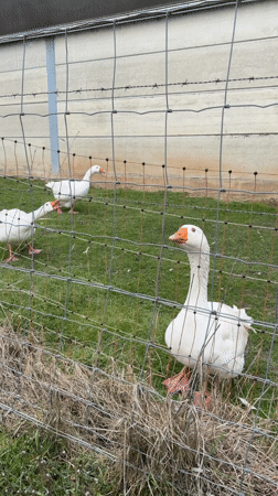 Spring afternoon rural life documented in Junglinster, Luxembourg