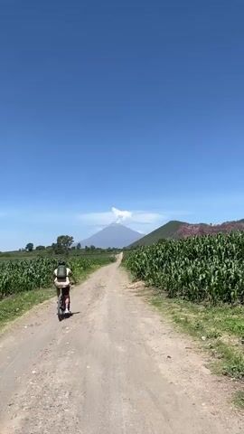 A person is riding a bicycle down a dirt road. They are wearing a backpack. The road is lined with cornfields on both sides. In the distance, a volcano can be seen with smoke or ash coming from the top. The sky is blue and clear. The video is shot from a first-person perspective, behind the cyclist.