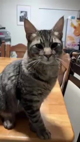 A medium shot captures a gray tabby cat standing on a light-colored wooden table. The cat faces the camera with focused attention, its ears erect and whiskers prominent. A person's head and body pass closely in front of the cat. The environment includes wooden chairs, a framed picture on the wall, and a beverage refrigerator.