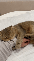 Cat receives gentle petting while resting on bed in Moscow