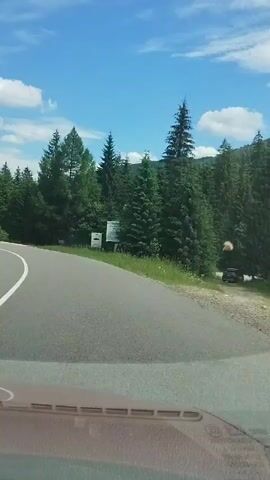 This is a first-person perspective video recorded from inside a vehicle traveling on a paved road through a forest. The road is winding, with a solid white line marking the left side and a dashed white line on the right. The vehicle is moving at a moderate speed. The surrounding environment consists of lush green trees, primarily conifers, and some deciduous trees. The sky is bright blue with scattered white clouds. On the right side of the road, there are a few informational signs or displays placed near the trees. The sunlight suggests it is daytime. No people are visible in the video.