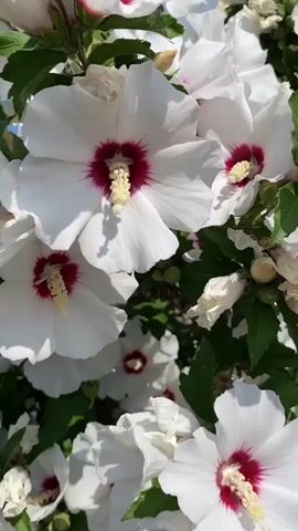 This video is a close-up, vertical shot of a flowering bush, likely a hibiscus, with numerous white blooms. The flowers have deep red centers and delicate yellow stamens. The petals are broad and slightly ruffled. Green leaves are visible throughout the frame, providing a lush backdrop. The lighting suggests it is daytime, with sunlight casting subtle shadows on the petals. The camera moves slightly, creating a gentle sway effect, as if a breeze were moving the flowers. There are no people or animals in the video, and the focus is entirely on the natural beauty of the blossoms.