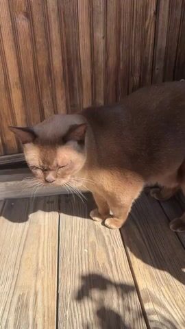 A brown cat stands on a wooden deck in front of a wooden fence. The cat's eyes are closed, and its head is tilted down. Sunlight casts a shadow of the cat on the deck. The camera zooms in on the cat's face.