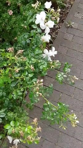 A low-angle, close-up shot showcases a cluster of white roses with green leaves and stems next to a brick pathway. The roses are in various stages of bloom, with some fully open and others appearing to be buds or past their prime. Dewdrops are visible on the leaves, suggesting recent rainfall or watering. The brick pathway is laid in a diagonal pattern and appears damp. The background is blurred, with hints of more greenery and possibly other flowers. The lighting suggests an overcast day or early morning/late evening. The camera is mostly stationary, with only slight movements, possibly from handheld operation.