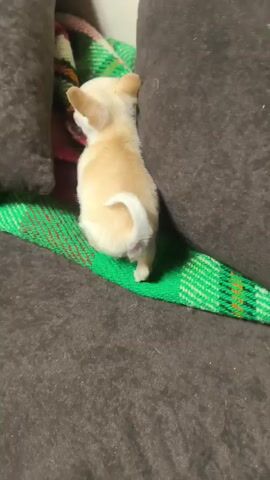 Here is a description of the video:
A tan and white chihuahua puppy stands between two dark brown throw pillows, atop a green and red plaid blanket on a gray couch. The puppy shifts from side to side and sticks its tongue out. A hand comes into the frame holding a black TV remote, then moves out of the frame. The puppy remains in place.