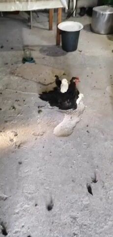 A black hen with white chicks is sitting on a concrete floor. The hen is facing to the right, and the chicks are gathered around her. The environment appears to be an indoor enclosure, possibly a barn or coop, with a concrete floor and some debris. There is a bucket and other objects visible in the background.