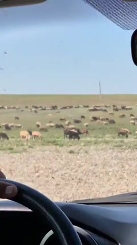 The video is taken from the perspective of someone inside a vehicle, looking out the windshield at a large flock of sheep grazing in a grassy field. The steering wheel and a hand are visible in the foreground, indicating the driver. The field is vast, stretching to the horizon under a bright, clear sky with a few scattered clouds. There are utility poles visible in the distance. The sheep are spread out across the landscape, with some closer to the vehicle and others further away. Some sheep are grazing, while others appear to be resting. The ground in the foreground is rocky and dry, transitioning to green grass further back. The overall scene depicts a rural, pastoral environment.