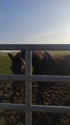 The video shows a horse standing behind a grey metal fence, facing the camera. The ground is muddy, and in the background there is a grassy field enclosed by a white fence. A child approaches the fence and reaches out to pet the horse. The sky is clear and blue.