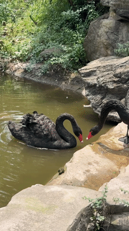 Early morning scenes documented across Jiangjin parks and public spaces