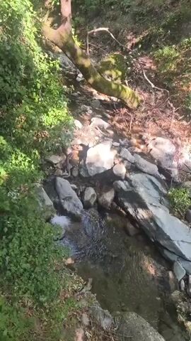 The video shows a slow-motion view of a shallow, rocky stream flowing through a forest. Sunlight filters through the trees, casting dappled shadows on the water and rocks. The stream bed is covered with smooth, grey stones of various sizes, and the water is clear and shallow. Lush green vegetation, including trees and bushes, lines the banks of the stream. A fallen tree lies across the stream further upstream, partially submerged in the water. The overall impression is one of a peaceful, natural environment.