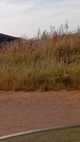 The video shows a rural landscape with tall, dry grass along a red dirt road. There are buildings with corrugated metal roofs visible in the background. The camera appears to be moving, likely from a vehicle on the road. A tree is briefly visible. The sky is overcast with a few patches of light blue.