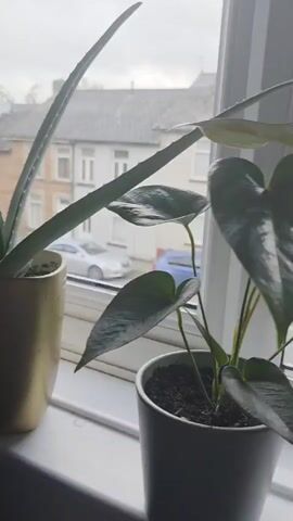 The video captures a panning shot across a collection of potted houseplants arranged on a window sill. The scene is set indoors, looking out onto a residential street in Cwmbrân, United Kingdom.

On the left, the first visible plant is in a grey pot, featuring large, dark green, heart-shaped leaves, possibly a Monstera or Philodendron. The camera then moves to a plant in a light pink pot with round, scalloped green leaves and a single vibrant red flower, resembling a Geranium. Next, another plant in a light pink pot is shown, which is a Bromeliad with long, broad green leaves and a reddish-orange central flower stalk or bract, likely a Guzmania.

The pan continues to a dark grey, textured pot holding a similar Bromeliad with lighter green leaves. Finally, the shot ends on a terracotta pot with a matching saucer, containing a Bromeliad with striped green and darker green leaves and a tall, slender, pointed flower stalk.

Outside the window, a grey, overcast sky is visible, suggesting cloudy weather. Several residential houses with white-framed windows line the street, and parked cars are visible, characteristic of a typical UK neighborhood. There is no visible text. The overall impression is one of a calm, domestic interior space with plants thriving by a window.