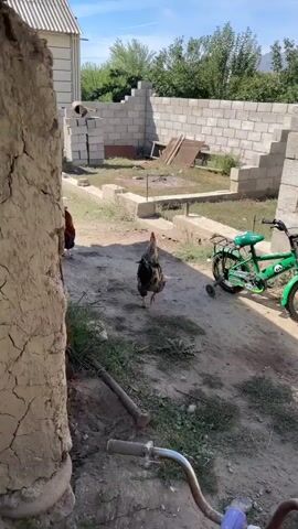 The video shows an outdoor scene on a sunny day. Two roosters are walking on a dirt path. One rooster, primarily dark brown and black with some red and green iridescence, walks towards the viewer from the right side of the frame. Another rooster, mostly black with a red comb and tail feathers, stands to the left of the frame, facing away from the viewer. Behind the roosters, there are unfinished construction materials, including cinder blocks and lumber, and a small green bicycle with training wheels. The environment appears to be a residential yard or construction site, with a wall made of light-colored siding on the left and a partially constructed wall of cinder blocks in the background. Green vegetation and trees are visible in the distance. The camera is handheld and appears to be moving slightly.