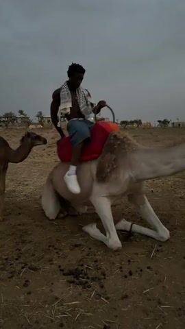 A person with dark skin, wearing blue shorts, a white t-shirt, and white sneakers, is riding a camel. The camel is kneeling down, and the person is holding onto the camel's saddle. Another camel, smaller and brown, is standing to the left of the person, facing the person. The ground is dry and dusty, with some sparse vegetation. In the background, there are some buildings and trees. The sky is overcast and appears to be twilight. The video is shot from a low angle.