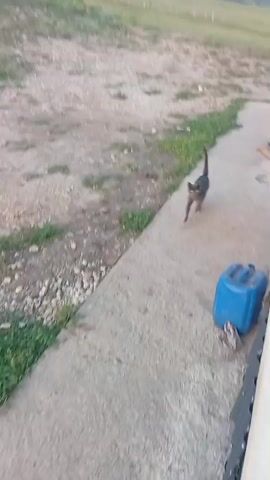 The video shows a gray cat walking on a concrete path next to a grassy area. The cat pauses and looks up at the camera. There is a blue plastic jug to the right of the path. The camera is positioned at an angle that makes the scene appear tilted.