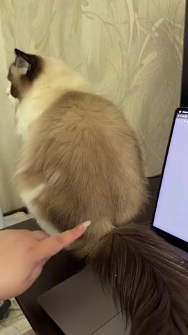 A ragdoll cat is sitting on a dark surface next to a laptop. A hand with manicured nails reaches out and gently pets the cat's back and then its tail. The cat is facing away from the camera, with its head turned slightly to the left. The background appears to be a wall with a patterned wallpaper.