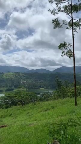 The video shows a scenic view of a lake surrounded by lush green hills and mountains under a cloudy sky. The foreground features a grassy slope with some brown dirt paths. In the middle ground, a large body of water is visible, with trees along its banks and scattered throughout the landscape. The background consists of rolling hills and mountains, some of which are covered in vegetation and small settlements. The sky is filled with white, puffy clouds against a lighter sky. A tall tree trunk is visible on the right side of the frame. The scene is natural and tranquil, suggesting an outdoor, possibly rural or mountainous environment. There are no people or animals visible in the video.