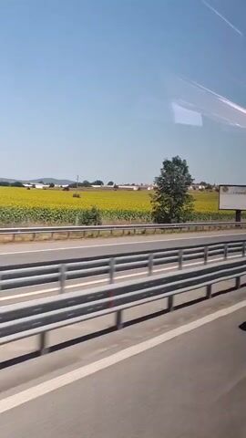 The video captures a view from a moving vehicle on a highway. The highway has multiple lanes separated by a metal guardrail. On the right side of the highway, there is a large field of sunflowers stretching into the distance. Behind the sunflower field, a few buildings and a tall power line tower are visible. The sky is clear and blue, indicating a sunny day. A billboard with some text and an image is also visible on the right side of the road. The camera perspective suggests it is looking out from a window.