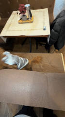 Small poodle spotted in restaurant and indoor locations in Sofia