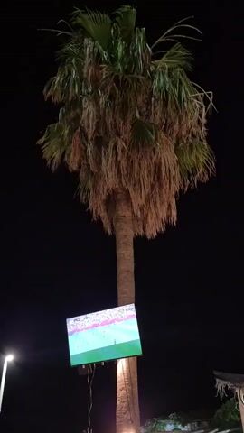 The video shows a large palm tree at night with a television screen attached to its trunk. The television is displaying a soccer match. In the foreground, there are outdoor tables and chairs. In the background, there are lights from buildings and possibly boats on the water. The scene appears to be at a restaurant or bar near a beach.