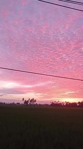 The video begins by showing a wide shot of a field of green crops under a sky filled with pink clouds. The sun is low on the horizon, casting a warm glow on the scene. In the distance, several palm trees and some buildings are visible. The camera then pans slowly to the right, revealing more of the field and the sky. The clouds are a vibrant pink, with smaller white clouds scattered throughout. As the video continues, a few power lines come into view, stretching across the top of the frame. The camera continues to pan, and the scene is framed by the leaves of a tree on the right side of the screen. The video ends with the camera still panning to the right, showing the vast expanse of the field and the beautiful pink sky.