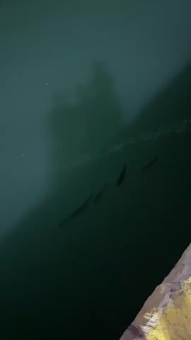 The video shows four dark shapes that appear to be fish swimming in dark green water. A wall with bright light shining on it is visible in the lower right corner.  The shadow of a person standing on the wall can be seen on the water.