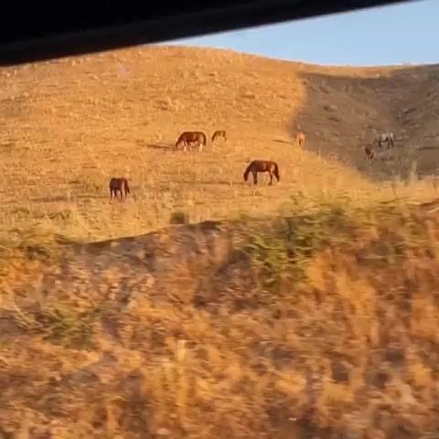 A group of horses graze on a sun-drenched, dry hillside. The scene is bathed in the warm, golden light of either early morning or late afternoon, casting long shadows across the landscape. The grass is dry and sparse, typical of a semi-arid environment. Several horses are scattered across the gentle slope, some grazing, others standing. In the background, a ridge line is visible against a clear, pale blue sky. The foreground is a blur of dry brush and foliage, suggesting the viewer is looking from a slightly lower vantage point, possibly from a vehicle or elevated position. There is a faint reflection across the image, hinting that the footage might have been captured through a window. No people or man-made structures are clearly visible, emphasizing the natural setting. The overall mood is peaceful and serene, capturing a moment of quiet life in a rural landscape. The location is identified as Arys, Kazakhstan.