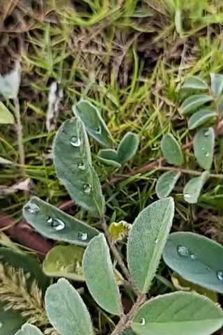 The video shows a close-up view of several green leaves with dew drops on them, surrounded by grass and soil. The leaves are fuzzy and have a slightly elongated oval shape. The dew drops are clear and round, resting on the surfaces of the leaves. The background consists of dry grass, soil, and some darker brown organic matter. The lighting appears natural, suggesting an outdoor setting, possibly after a rain or in the early morning. There are no people or animals visible in the video. The focus is entirely on the details of the plants and the dew.