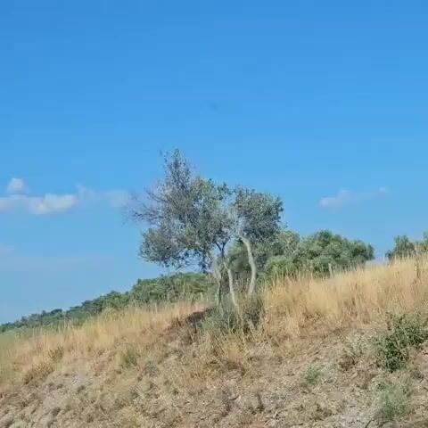 The video begins with a view of a dry, grassy hillside under a bright blue sky with scattered clouds. The camera then pans to the right, revealing a highway. The highway is bordered by a concrete barrier and a metal guardrail. Trees and brush line the side of the road. Several vehicles, including cars and trucks, are visible on the highway, traveling in the same direction. The camera continues to pan, showing more of the highway and the surrounding landscape. A large white sign is visible on the right side of the road. The video ends with a view of the highway and the trees.