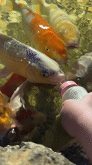 Moscow aquarium visitors feed koi, observe marine displays