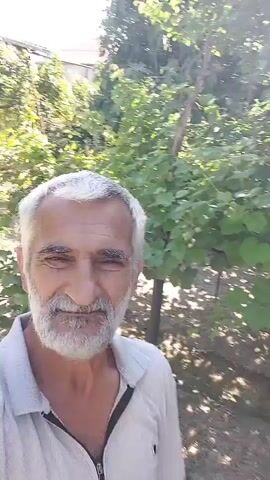 A man with gray hair and a gray beard, wearing a gray collared shirt, smiles at the camera. He is standing outdoors in front of lush green foliage, possibly a garden or park. Sunlight filters through the leaves, casting dappled shadows on the ground. In the background, a small black and white dog is visible.