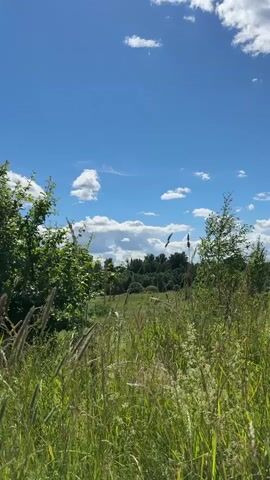 This media file captures a serene, sun-drenched meadow on a clear day. The scene is dominated by tall, green grass and wildflowers swaying gently in a light breeze. In the foreground, the grasses are particularly lush, with feathery seed heads reaching upwards.

The middle ground features a distinct line of trees, forming a dense, green treeline that stretches across the frame. Behind the trees, the landscape appears to roll gently.

The sky is a vibrant blue, dotted with fluffy white cumulus clouds. The sunlight is bright, suggesting it is likely daytime, probably late morning or early afternoon. The overall atmosphere is peaceful and natural, evoking a sense of calm and the beauty of rural Russia, specifically in the area of Шолохово. There are no people or man-made objects visible, emphasizing the natural, untouched quality of the environment. The wind appears to be playing with the tall grasses and possibly a lone, slender branch that is visible in the center of the frame against the sky.