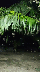 Coastal resort scenes captured over 40 minutes on tropical beach