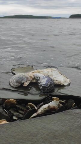 This is a close-up, vertical video of a rocky shoreline, likely in Russky, Russia. The foreground is dominated by a collection of shells and small rocks, with a prominent oyster shell holding a dark blue and white mussel shell. A smaller, ridged shell is attached below the mussel. The water is visible to the left, appearing choppy and a dull grey, suggesting a cloudy or overcast day. The background shows a blurred, dark green landscape, possibly trees or vegetation, under a bright, diffused sky. The lighting is soft, indicating it could be early morning or late afternoon, with no harsh shadows. The scene evokes a sense of natural tranquility and the quiet persistence of marine life on the coast. There is no visible text in the media.