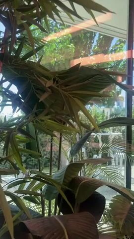 The video shows a close-up view of indoor plants with large green leaves, primarily focusing on a plant in the foreground. Through a glass window behind the plants, a sunny outdoor scene is visible. The outdoor scene includes trees, lush green foliage, some white outdoor furniture, and a building with a blue-domed tower in the distance. The light appears to be bright, indicating daytime.
