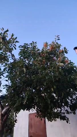 The video shows a close-up view of a tree with many small, round fruits, likely apples, hanging from its branches. The fruits are a light orange or yellowish color. The tree has green leaves. The sky is visible in the background, and it appears to be daytime with clear skies. The camera is moving slightly, giving a sense of depth and focus on the fruit. The person speaking in the audio identifies the fruits as apples and mentions they are "homemade."