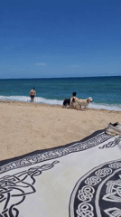 Sunny afternoon beach scene documented in Premià de Mar