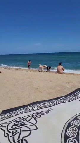 The video captures a bright, sunny day at a beach in Premià de Mar, Spain. The sky is a clear blue, and the ocean features turquoise waters with gentle waves lapping at the sandy shore.

In the foreground, a large beach blanket with a distinct black and white Celtic knot design is spread on the sand. A single white sneaker rests on the blanket.

Further back, closer to the water's edge, there are two people and two dogs. One person, a man, is seen walking in the shallow ocean water. Another person is sitting directly on the sand at the water's margin, facing the sea.

Two dogs are also enjoying the beach. A light-colored dog, appearing to be a Golden Retriever or Labrador, is initially near the sitting person and then moves along the water's edge. A black and white dog, resembling a Border Collie, walks out of the water and along the sand towards the camera.

The scene conveys a relaxed and enjoyable atmosphere, with people and their canine companions interacting with the beach environment. No visible text is present in the video.