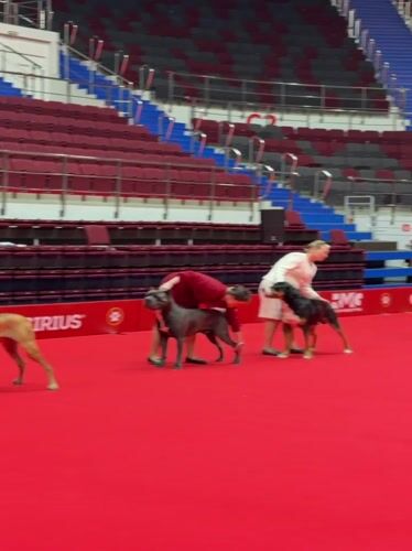 Indoor dog show draws multiple breeds to Saint Petersburg arena