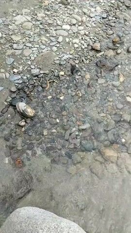 A high-angle, handheld shot captures a riverbed with clear water flowing over a rocky surface. A few people are visible in the distance on the shore. The camera slowly pans to the right, revealing more of the riverbank and the people. The water appears shallow, and the riverbed is covered with a variety of rocks and pebbles.