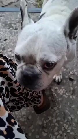 A white dog with black spots is sniffing a person's leg, which is covered in leopard-print fabric. The dog's head is down, and its snout is pressed against the fabric. The scene appears to be outdoors on a textured concrete surface.