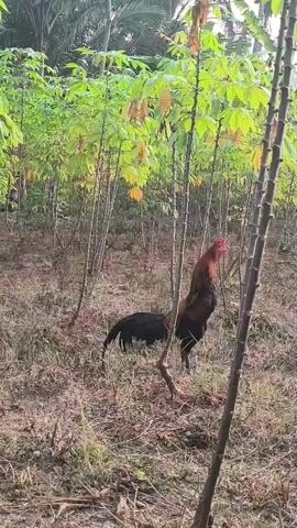 A rooster stands in a field of tall plants with large leaves. The rooster has dark plumage with hints of red and brown on its neck and chest. It is facing away from the camera, with its head turned to the right, looking upwards. The plants appear to be cassava plants, with their characteristic palmate leaves. The ground is covered in dry grass and fallen leaves. The overall lighting suggests it is daytime.