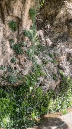 Morning nature walk documented in Sant Quirze Safaja, Spain