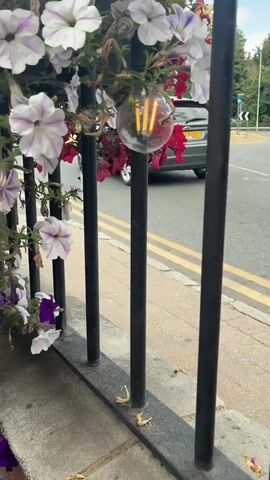 The video shows a close-up view of a clear glass lightbulb with three filament-like LED lights inside, hanging among petunias and other foliage. The lightbulb is attached to a black metal pole. In the background, a road with yellow lines is visible, and a dark-colored car is driving away. There are also some dry leaves on the ground near the base of the pole. The overall scene appears to be an outdoor setting, possibly a street or garden.