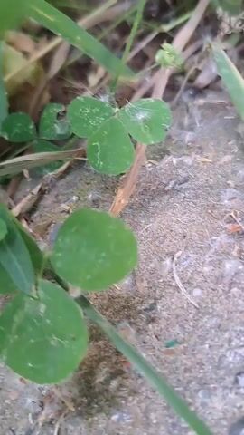 A close-up shot focuses on a small patch of clover and grass growing next to a concrete surface. The clover leaves are a vibrant green, with some appearing slightly tattered. Fine white strands, possibly spiderwebs or dandelion fluff, are visible clinging to the plants and the concrete. The concrete itself is rough and appears to be part of a path or border. The lighting is natural, suggesting it was filmed outdoors during the day. The camera is positioned very low to the ground, creating an intimate perspective on the miniature ecosystem. There are no visible people or animals, and the scene is still and peaceful. The overall impression is one of nature reclaiming a small space within a man-made environment.