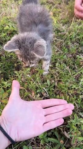 A tiny, grey tabby kitten with white paws tentatively approaches a human hand extended towards it in a grassy, outdoor environment. The kitten is slightly hunched over, with its head down, appearing curious and cautious. The human hand, with an open palm and fingers slightly curled, is positioned close to the ground. As the video progresses, the kitten moves closer to the hand, eventually nuzzling against it. The camera then shifts to show the kitten lying down on the grass, and the human hand gently strokes its back and tail. The setting is natural, with green grass, weeds, and a fallen leaf visible. The overall interaction conveys a sense of trust and gentle connection between the animal and the person.