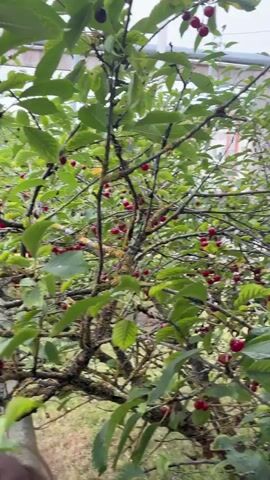 A close-up shot of a cherry tree with many red cherries. The tree branches are covered in moss. In the background, there is a blurry image of a building and a bus. The video appears to be shot on a cloudy day.