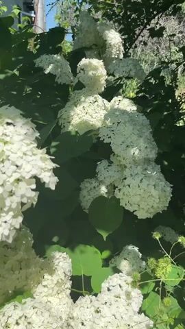 A handheld, medium shot video shows a large white hydrangea bush in bloom on a sunny day. The camera pans slightly to the left. The bush is full of large, cone-shaped clusters of white flowers. Green leaves are visible throughout the bush. In the upper left corner, a gray utility pole and some wires are visible. The background consists of more greenery and a fence. The lighting suggests it is daytime.