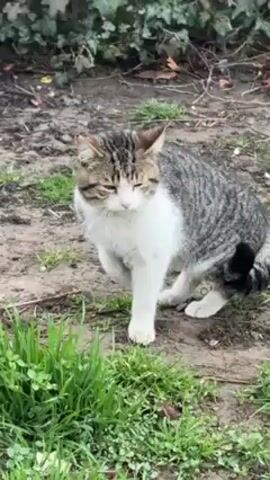 A medium shot shows a tabby and white cat sitting on a patch of earth with sparse grass. The cat is looking slightly to its left. Behind the cat is a green bush and a patch of bare earth. The lighting is diffuse, suggesting an overcast day.